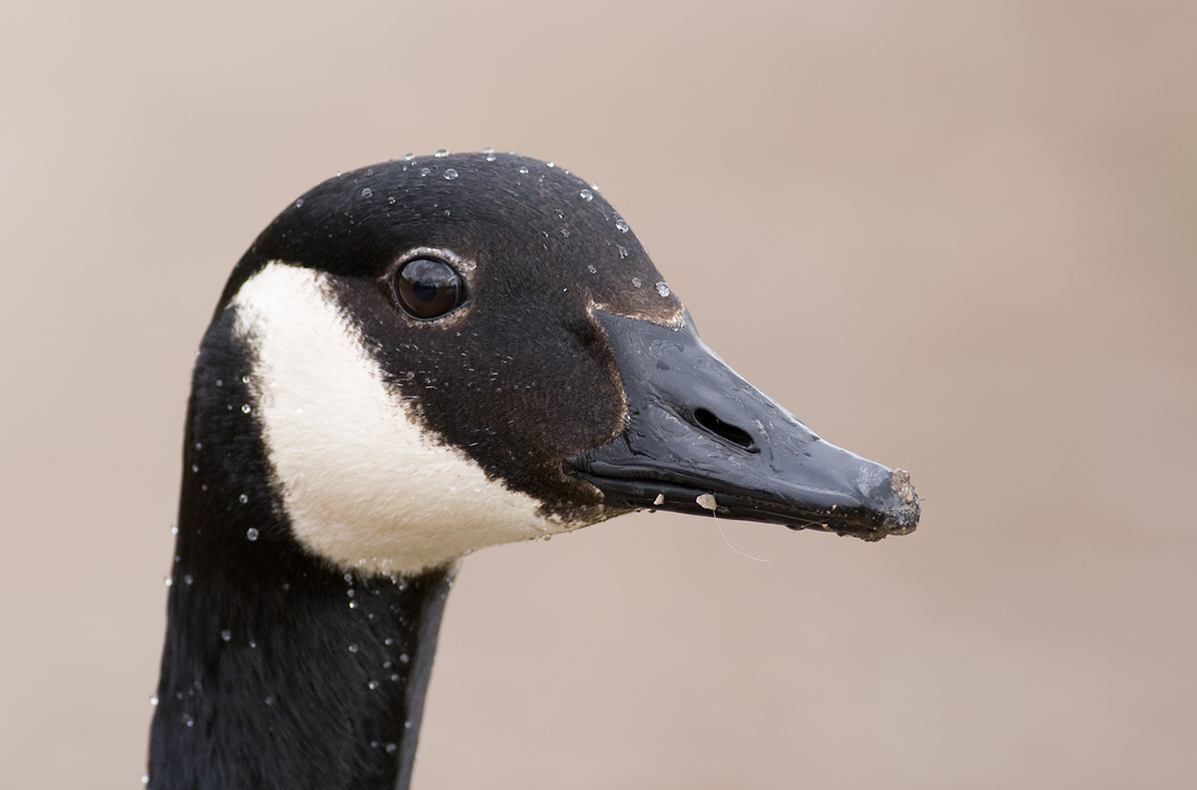 Goose (Canada)